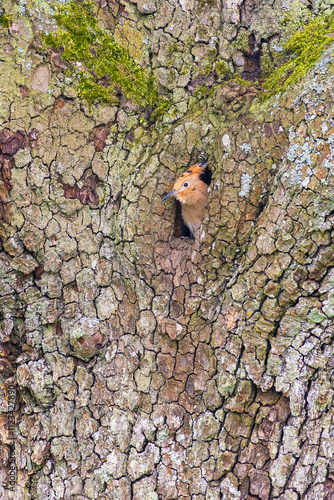 Eurasian Hoopoe (Upupa epops) juvenile looking out of nesting cavity in tree, Hesse, Germany