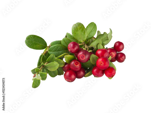 Wild Cowberry with leaves photo