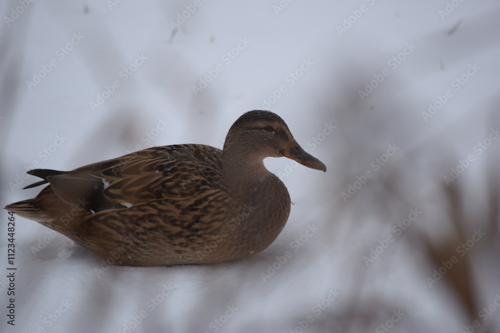 Wildente im Winter