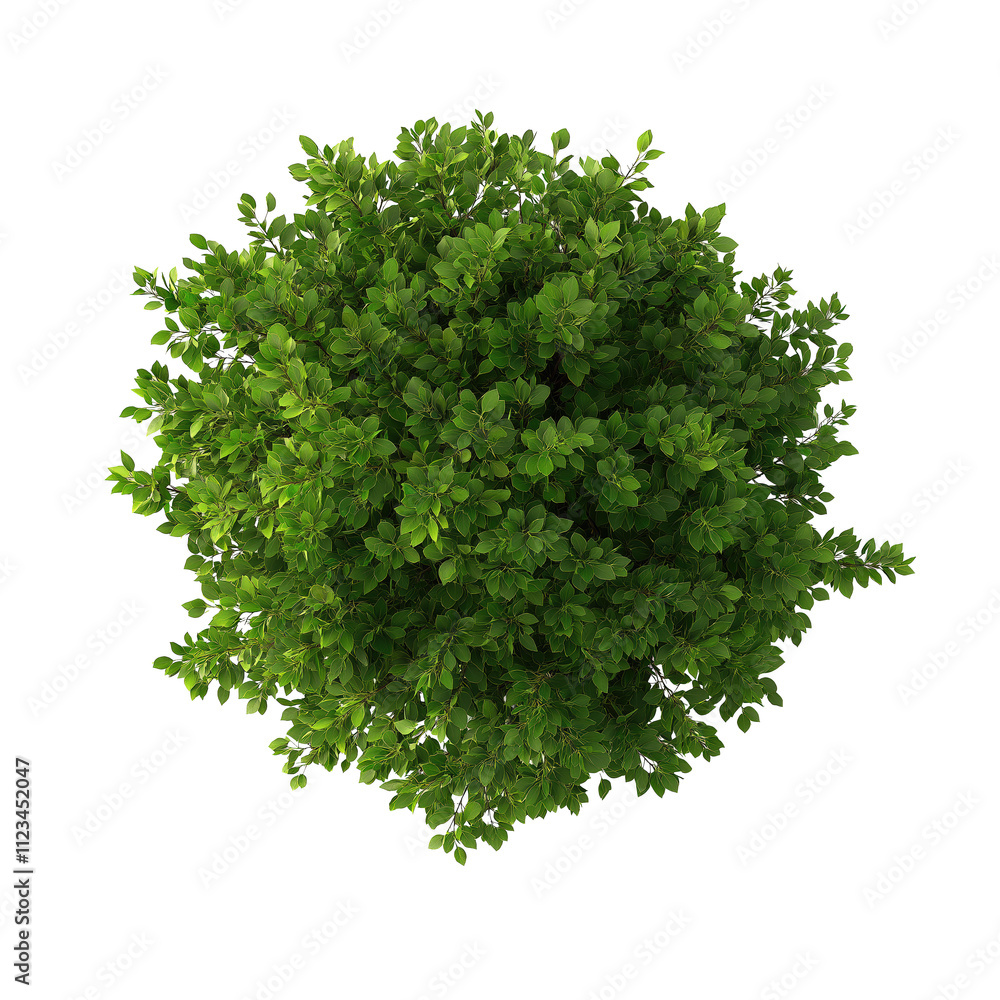 Obraz premium parsley isolated on white