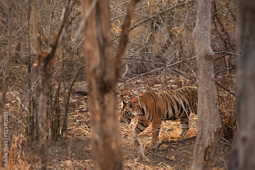 A tiger in the jjungle of Panna Tiger Reserve, Madhya pradesh, India photo