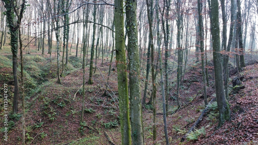 Fototapeta premium Forest