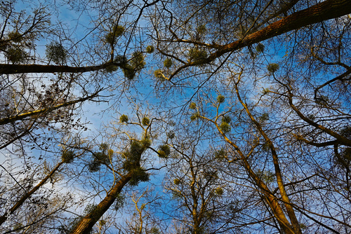Fototapeta Naklejka Na Ścianę i Meble -  Jemioła w lesie