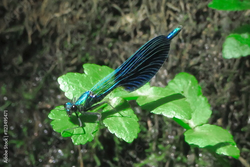 Libélula