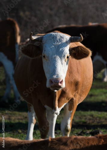 Wallpaper Mural Front view of mature cow standing in pasture with confused look making eye contact, she has big belly could be pregnant, sunlit from right side Torontodigital.ca