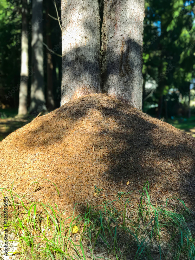 Fototapeta premium Big anthill in pine forest, summer time