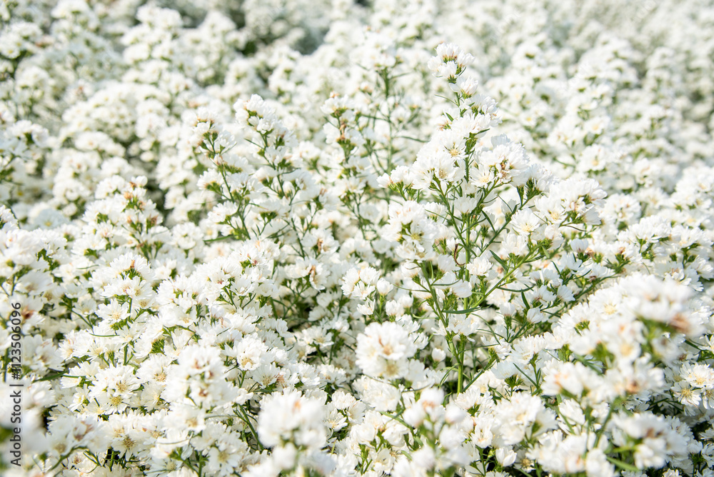 Fototapeta premium white flowers in the garden