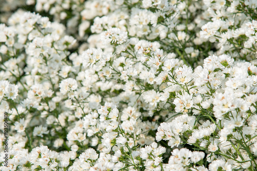 white flowers in the garden photo