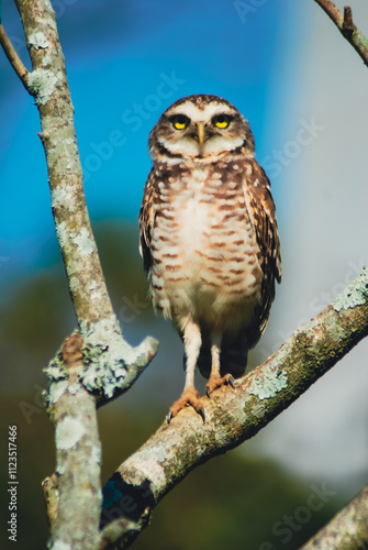 Foto Close-up de uma linda Coruja Buraqueira (Athene cunicularia) em cima de troncos