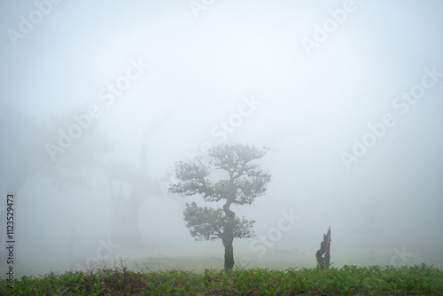 Misty forest landscape with centered lonely tree, Madeira, Portugal photo