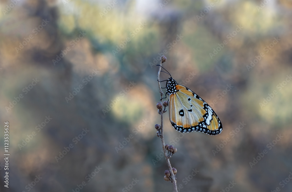 Sultan butterfly (Danaus chrysippus) flying in the Mugla region of Turkey