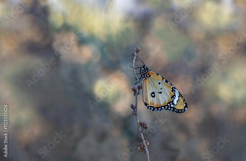 Obraz na płótnie Sultan butterfly (Danaus chrysippus) flying in the Mugla region of Turkey w salonie