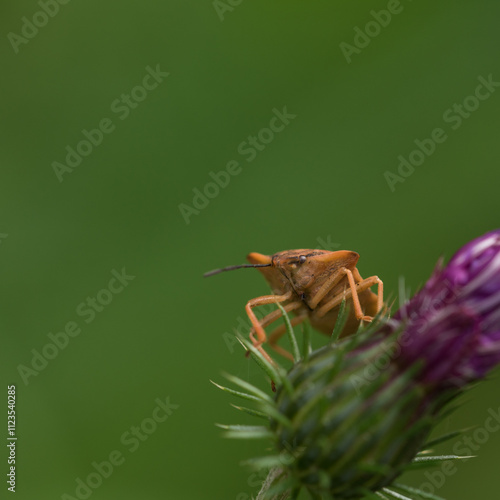 HEMPITERA - An insect on a wild plant in its natural environment
 photo