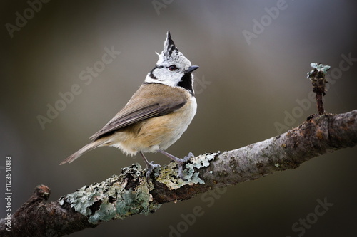 Lophophanes cristatus aka Crested tit perched on dry tree. Lovely small bird with topknot and red eyes. Clear blurred background. photo