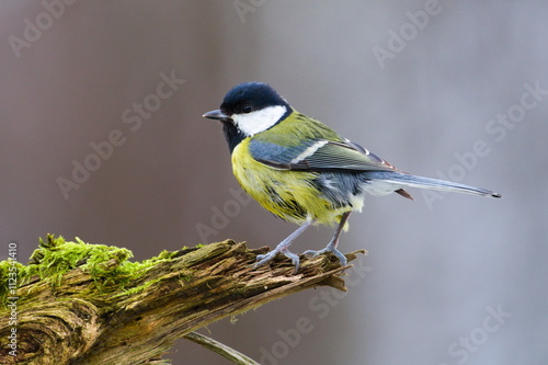 Parus major aka great tit perched on the tree branch covered by moss. Common bird in Czech republic. 