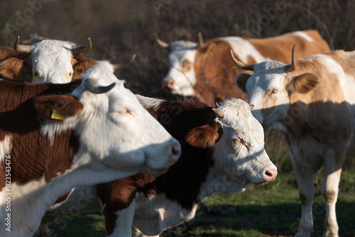 Wallpaper Mural Selective focus close up of young bull head in herd, side view of bull standing in pasture surrounded with cows out of focus Torontodigital.ca