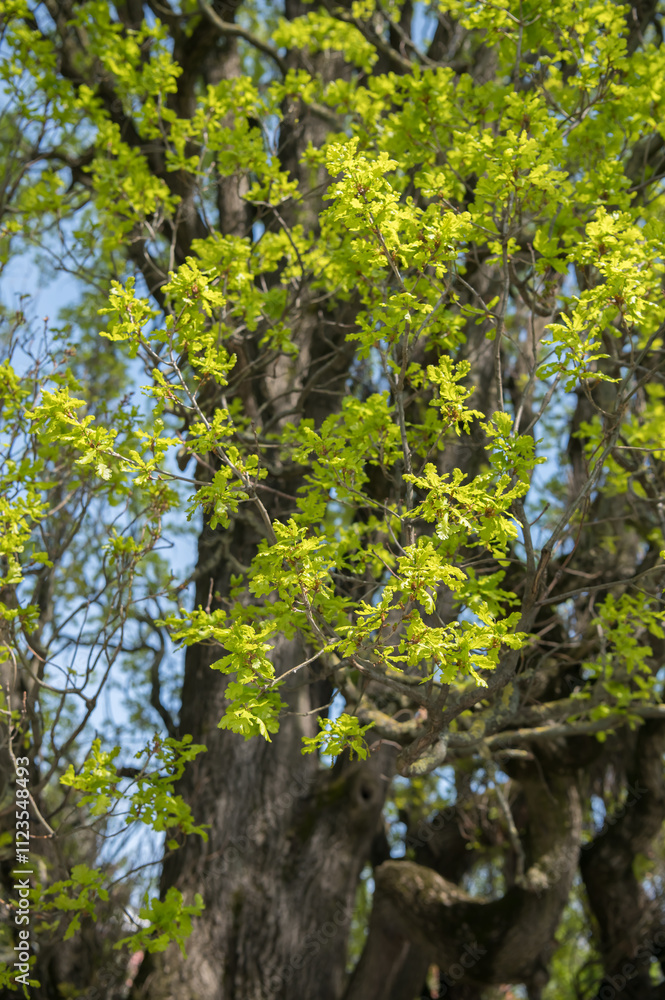Obraz premium green forest in the morning