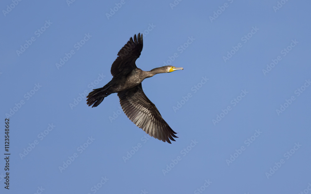 Obraz premium Cormorant with outstretched wings, cormorant in flight with outstretched wings, large black bird in flight, blue sky with bird, yellow beak, turquoise eyes