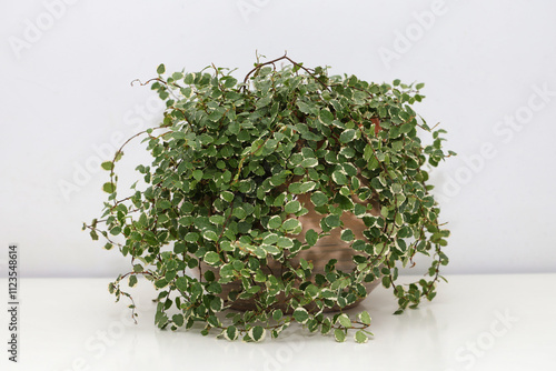 Ficus pumila variegata 