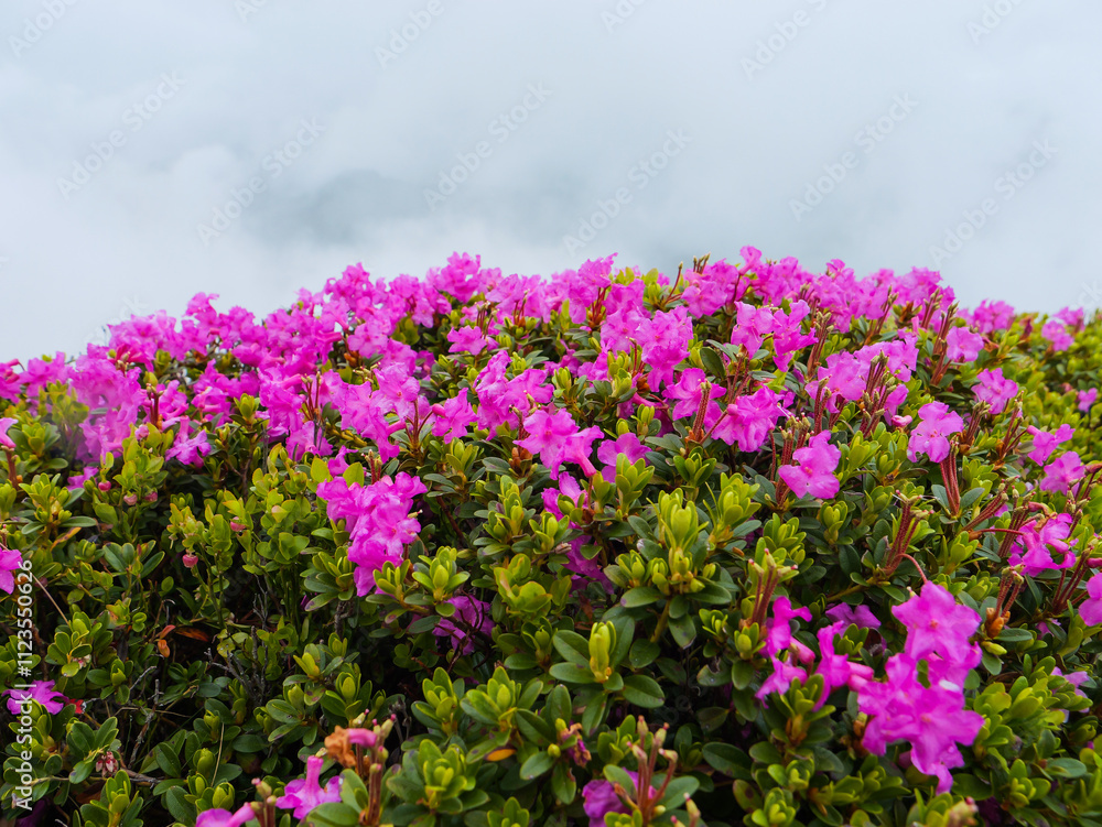 Obraz premium Rhododendron pink flowers photographed on top of the Bucegi mountains.