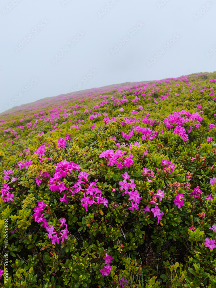 Obraz premium Rhododendron pink flowers on a peak from Bucegi.