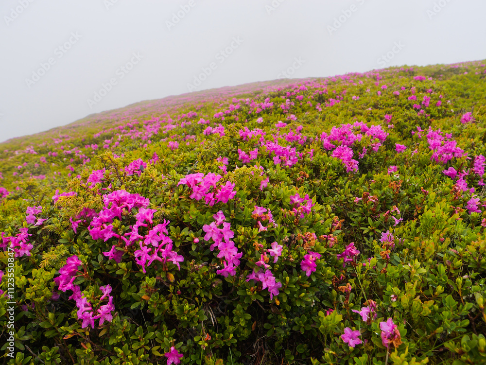 Obraz premium Magic pink rhododendron flowers on a peak from Bucegi.