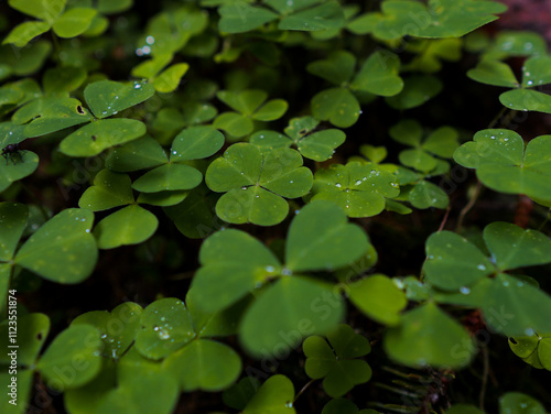 Macro shot of clover leaves with water droplets on a rainy day in mountain forest. photo