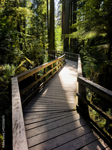 Inspiring lush rainforest of Cathedral Grove on Vancouver Island, British Columbia, Canada photo