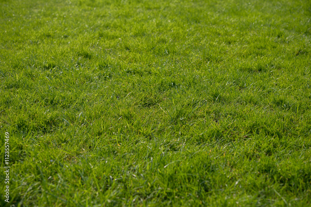 Fresh green grass on the field Fresh green grass on the field