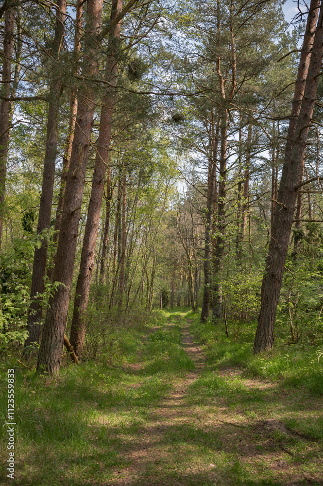 Obraz premium The road in the forest