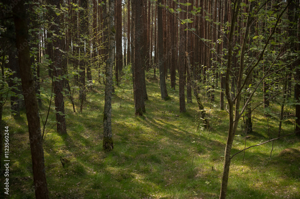 Fototapeta premium trees in the forest