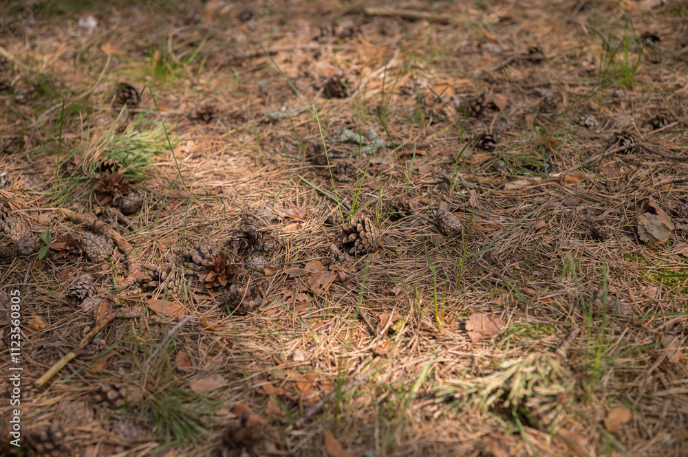Fototapeta premium cones and pine needles