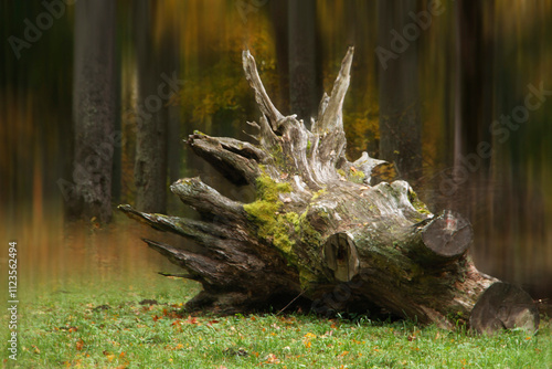 beautiful park landscape with an old stump in autumn