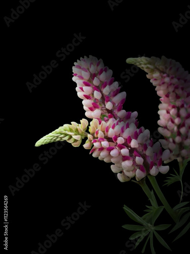 pink lupines on a black background
