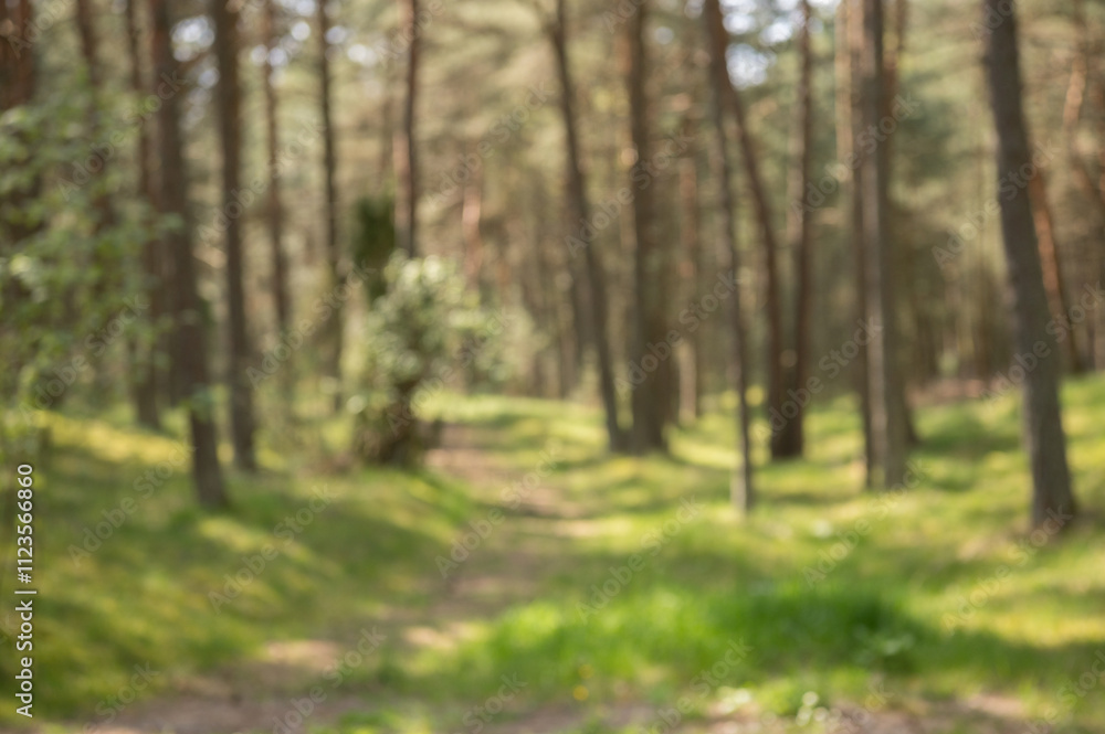 Fototapeta premium forest in the morning blur background