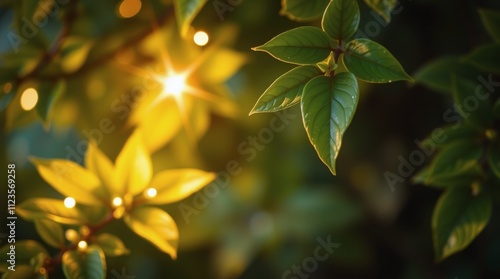 Leaves glimmering in the warm light during a serene evening in a garden