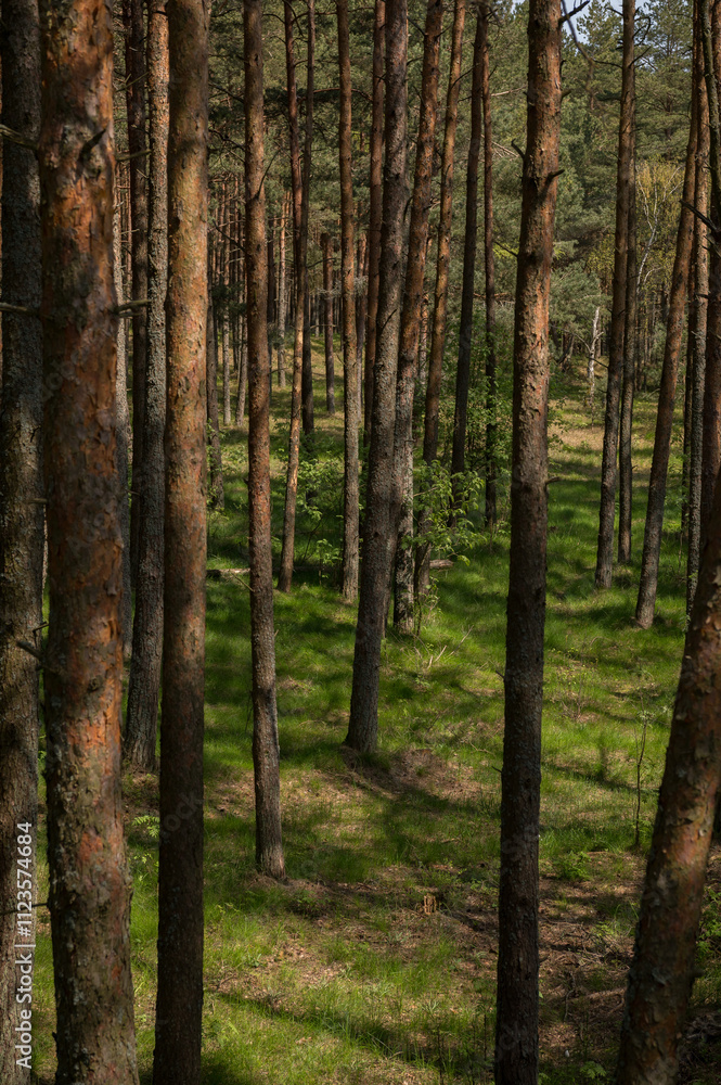Obraz premium footpath in the forest