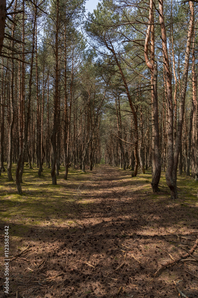 Fototapeta premium The road in the forest