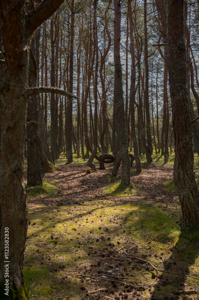 Obraz premium footpath in the woods