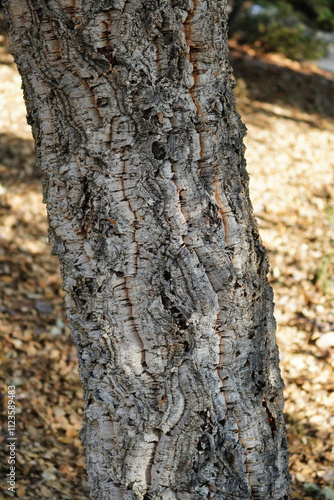 Quercus suber, commonly called the cork oak, is a medium-sized, evergreen oak tree. photo