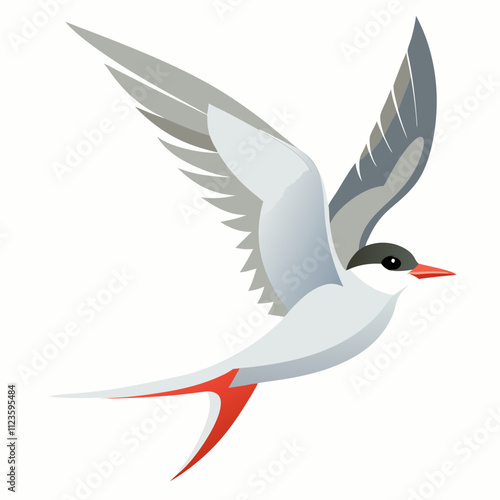 arctic tern bird