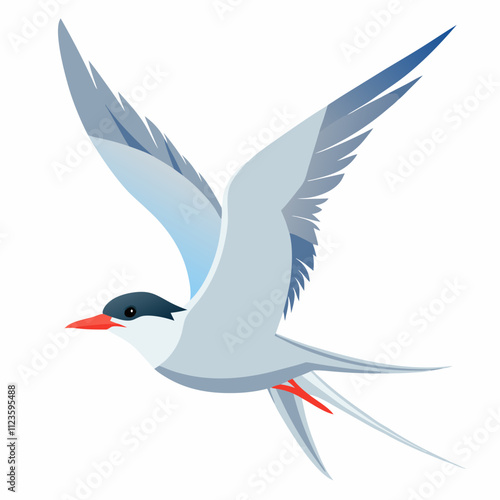 arctic tern bird