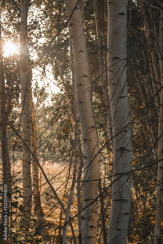 Obraz premium sunlight through the tree