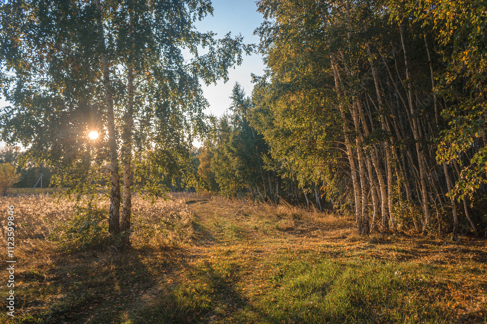 Obraz premium Sunny path along the forest