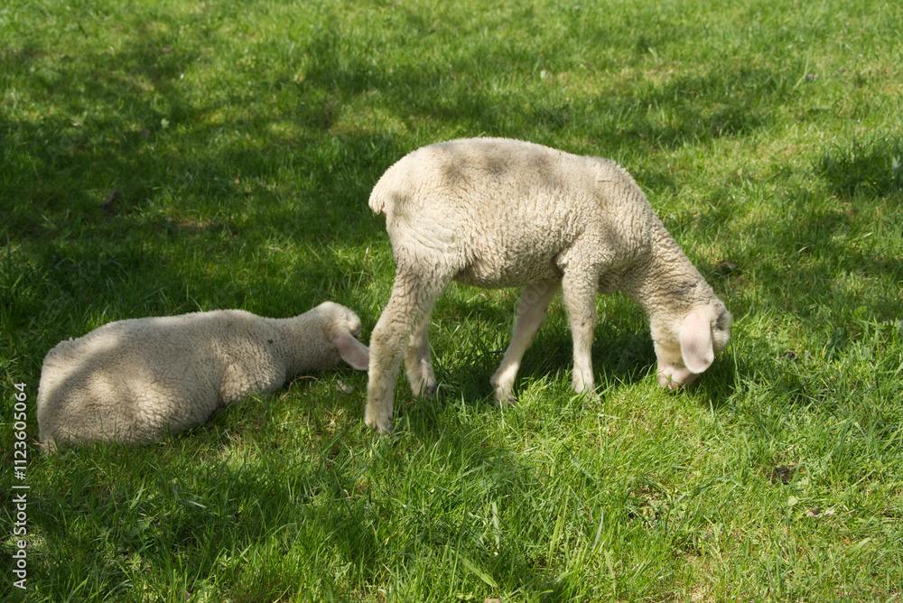 Fototapeta premium Two little lambs on a sunny meadow