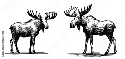 moose illustration nature vector