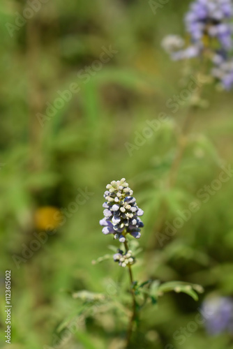 Foto Lilac chaste tree flowers