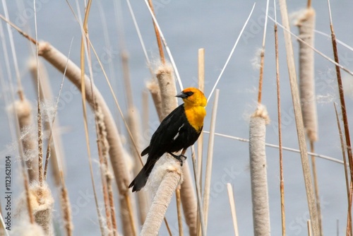 Yellow-Headed Blackbird Perched on Cattails in a Marshland