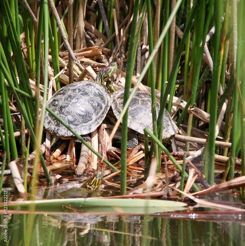 Pond Slider Turtles Basking On Reed Grass in Wetland