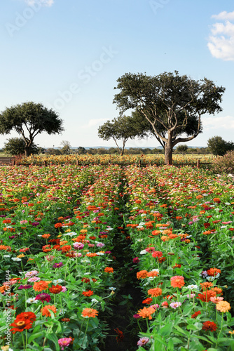 Wallpaper Mural apple orchard in spring Torontodigital.ca